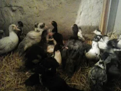 Pižmovka domácí (Kachna pižmová)